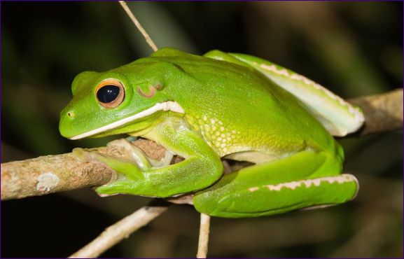 Litoria longifolia