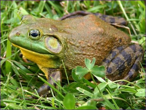 Bullfrog