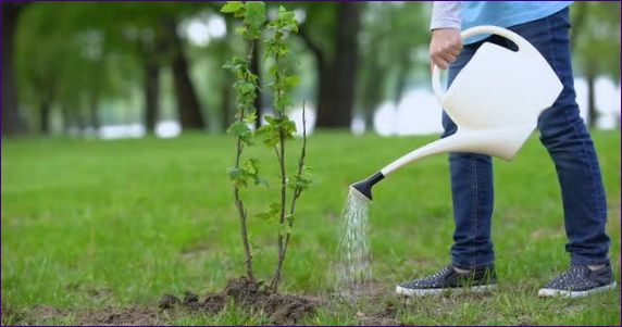 Juodieji serbentai: apdorojimas nuo kenkėjų pavasarį, vasarą ir rudenį