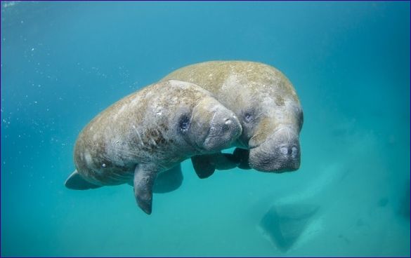 Manatee