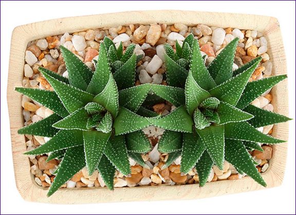 Haworthia: priežiūra namuose