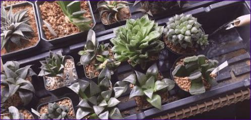 Haworthia: priežiūra namuose