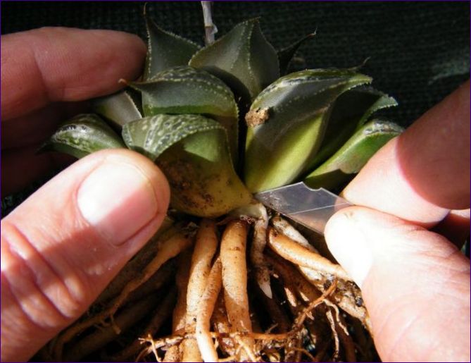 Haworthia: priežiūra namuose