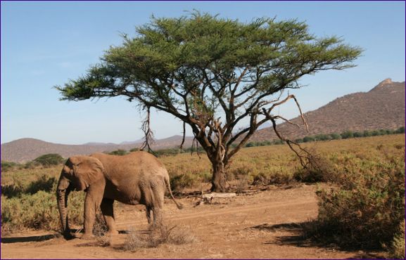 Samburu nacionalinis rezervatas