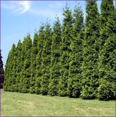 Thuja