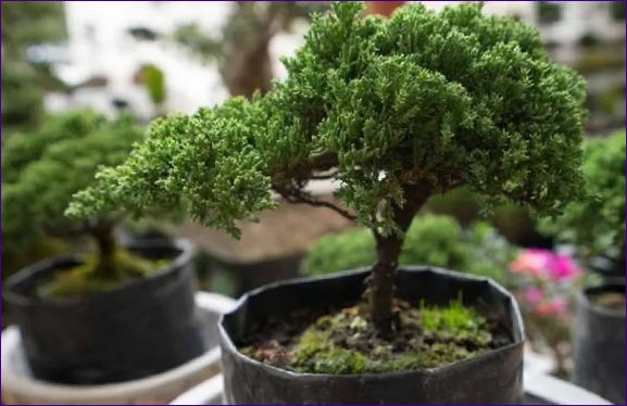 Kaip auginti bonsai namuose