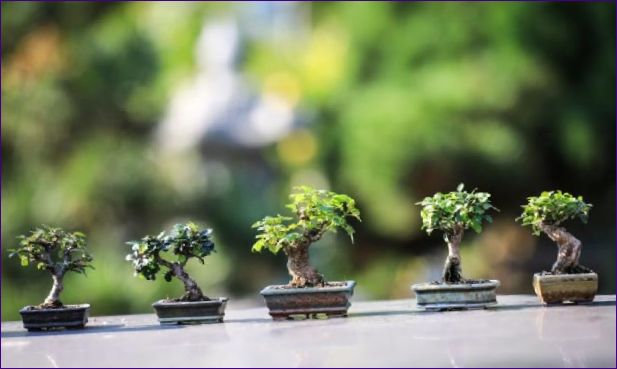 Kaip auginti bonsai namuose